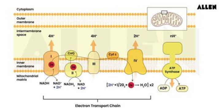 All You Need To Know About Electron Transport: A Comprehensive Guide