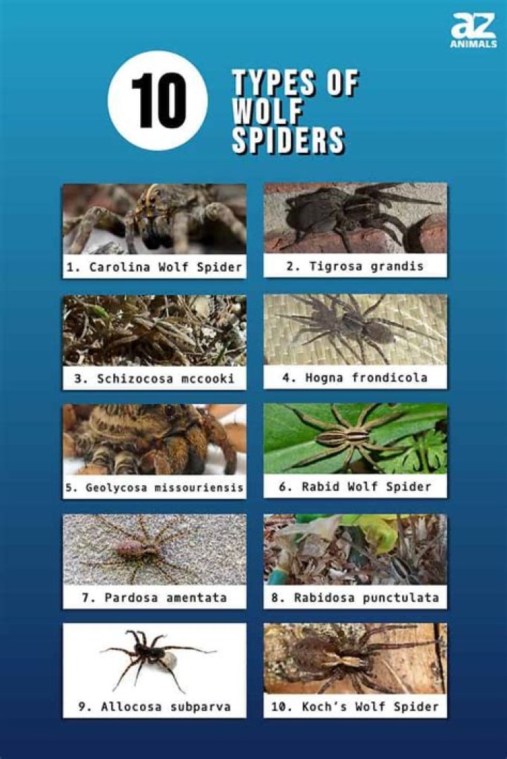Discover The Unmistakable Appearance Of Wolf Spiders