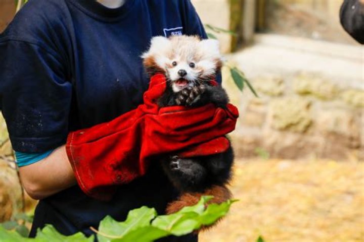 Discover Your Dream Pet: Buy Red Panda Today
