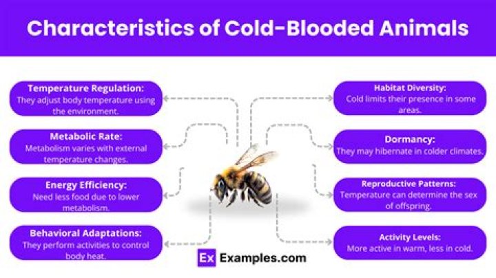 Do Cold-Blooded Reptiles Regulate Their Body Temperatures?