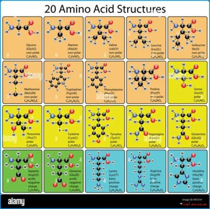 Essential Guide To Polar Amino Acids: Properties And Functions