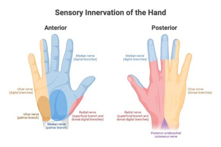 Essential Knowledge For Understanding Hand Function