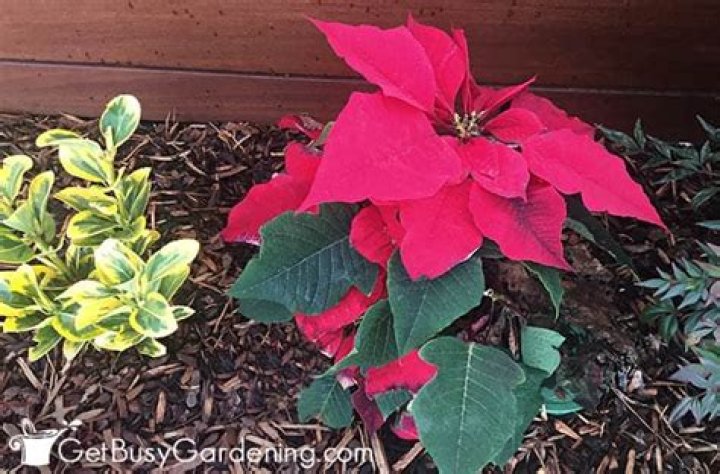 Essential Poinsettia Care Tips For Outdoor Thriving In Florida