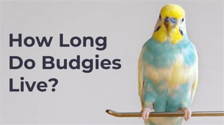How Long Do Budgies Typically Live: A Comprehensive Guide