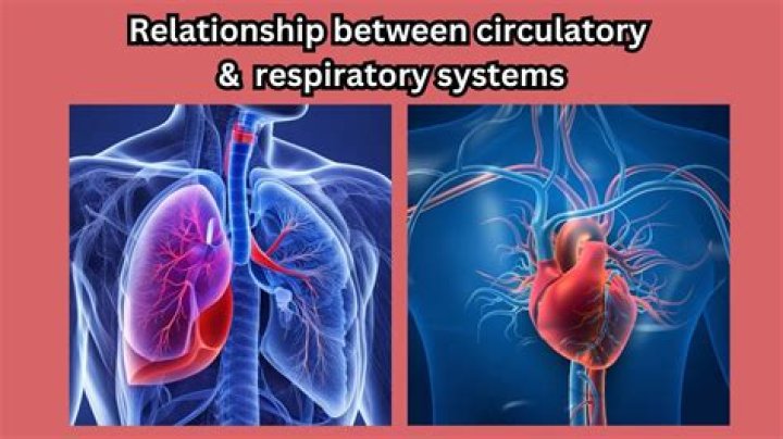How The Respiratory And Circulatory Systems Work Together: An Essential Guide