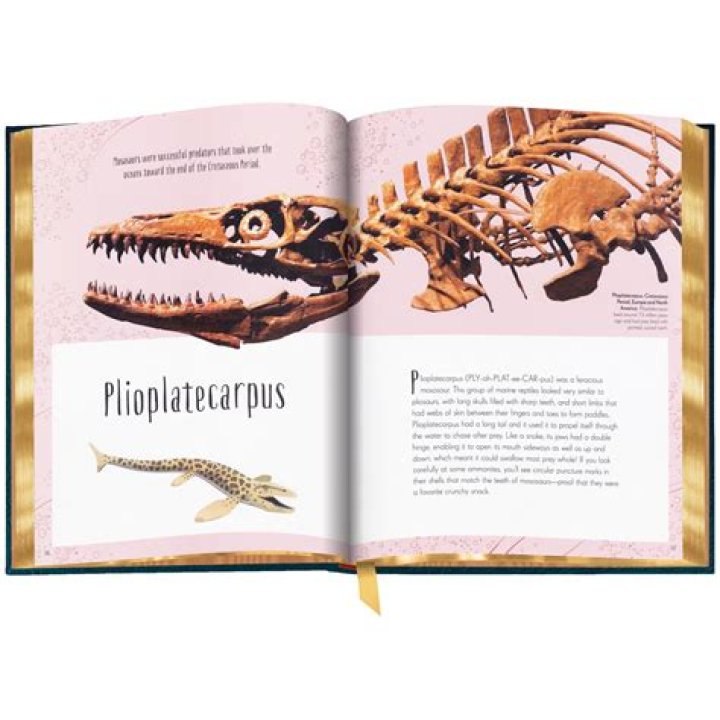 The Complete Guide To Nikki Cat Saurus