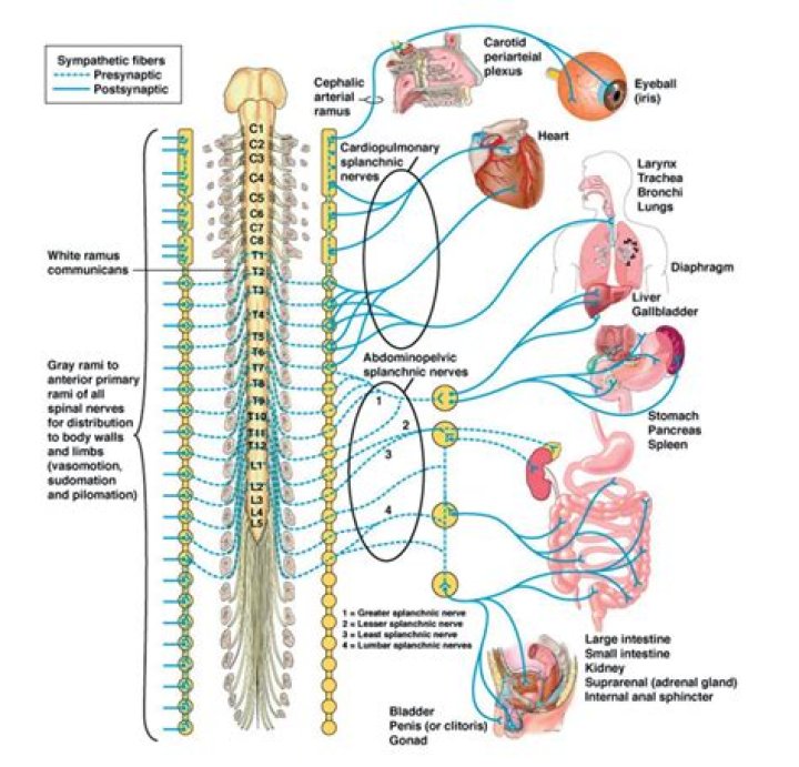 The Crucial Role Of The Sympathetic Nervous System: Understanding Its Functions