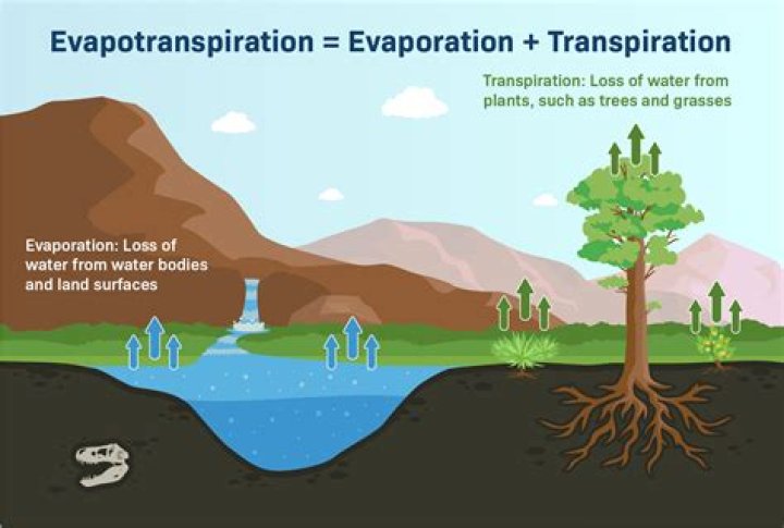 The Evaporation Process In Plants