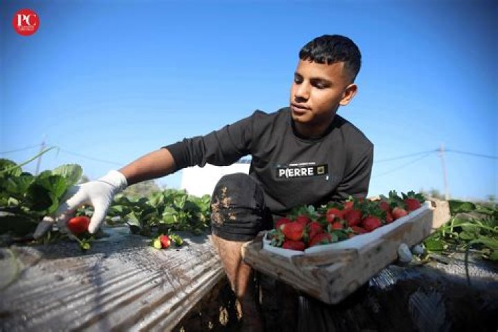 The Origin Of The Strawberry's Name: A Historical Journey