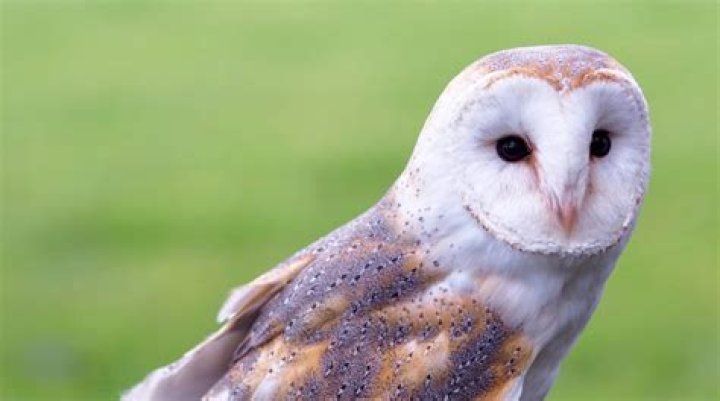 The Ultimate Guide To Keeping Owls At Bay