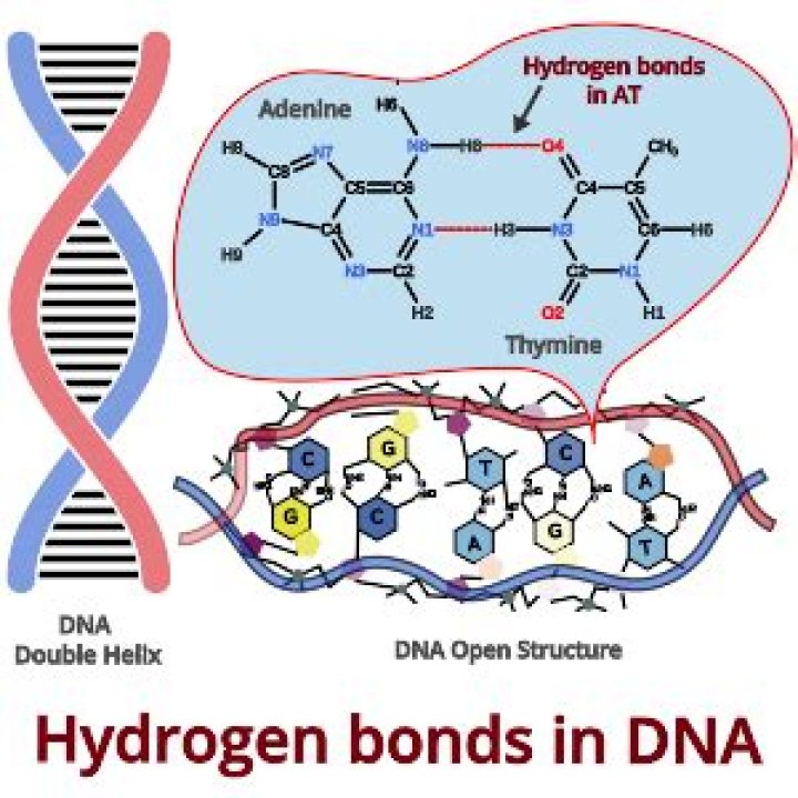 The Ultimate Guide To Understanding Hydrogen Bonds In DNA