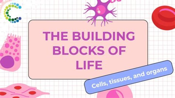 Understanding The Building Blocks Of Human Behavior