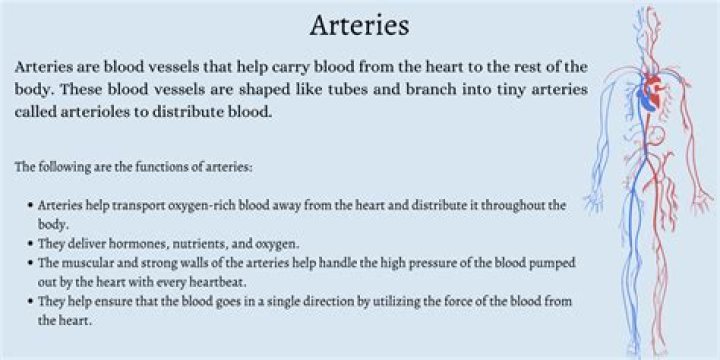Understanding The Vessels That Carry Blood Away From The Heart