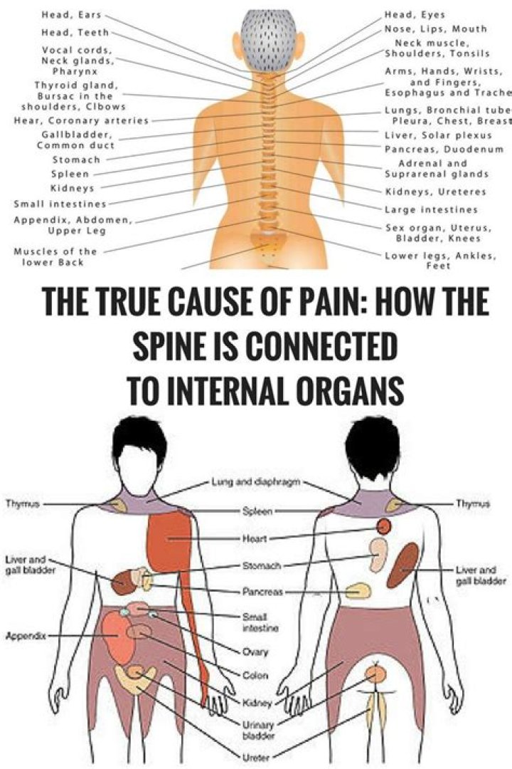 What Organs Are On The Left Side Lower Back?