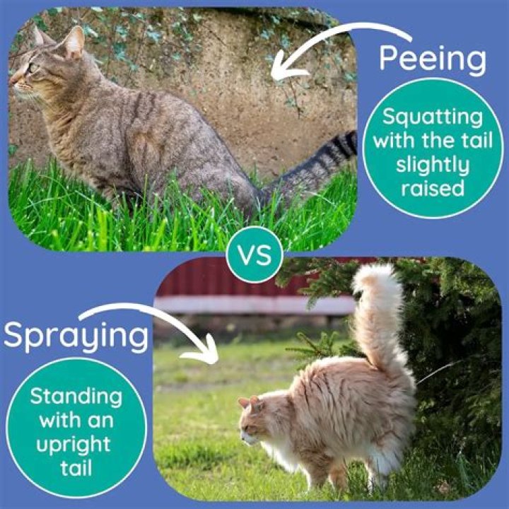 Why Is My Male Cat Peeing In The Female Cat's Litter Box?